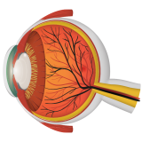 https://saidrishtieye.care/wp-content/uploads/2022/03/4-160x160.png